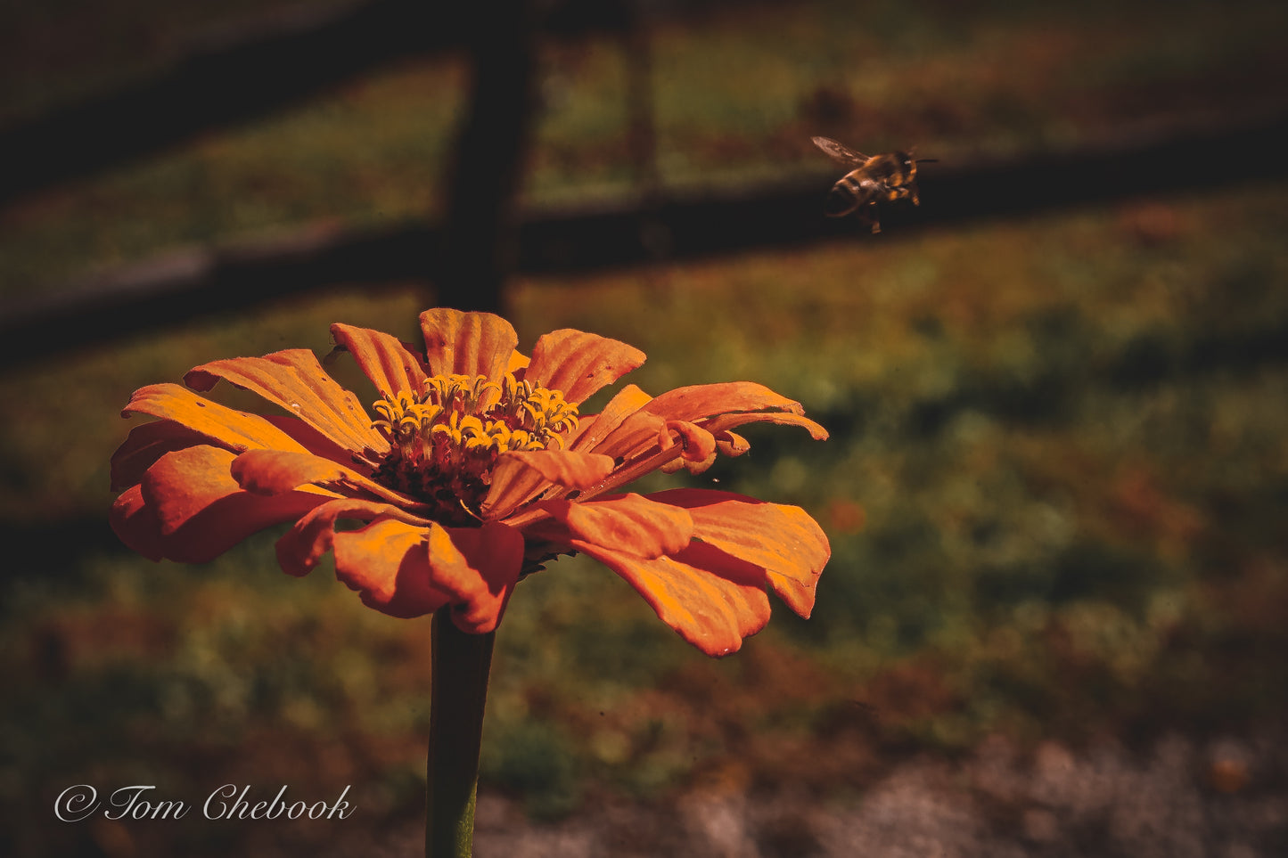 Flight of the bee 🐝