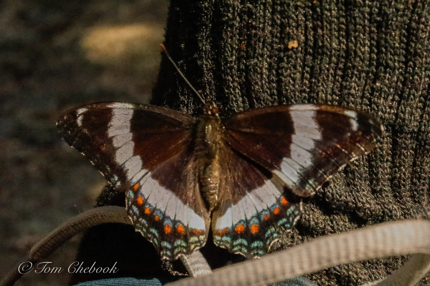 White Admiral Butterfly 🦋