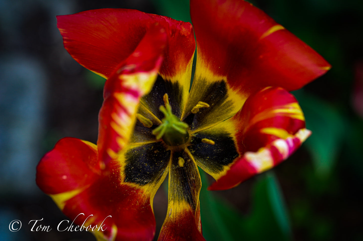 Red tulip