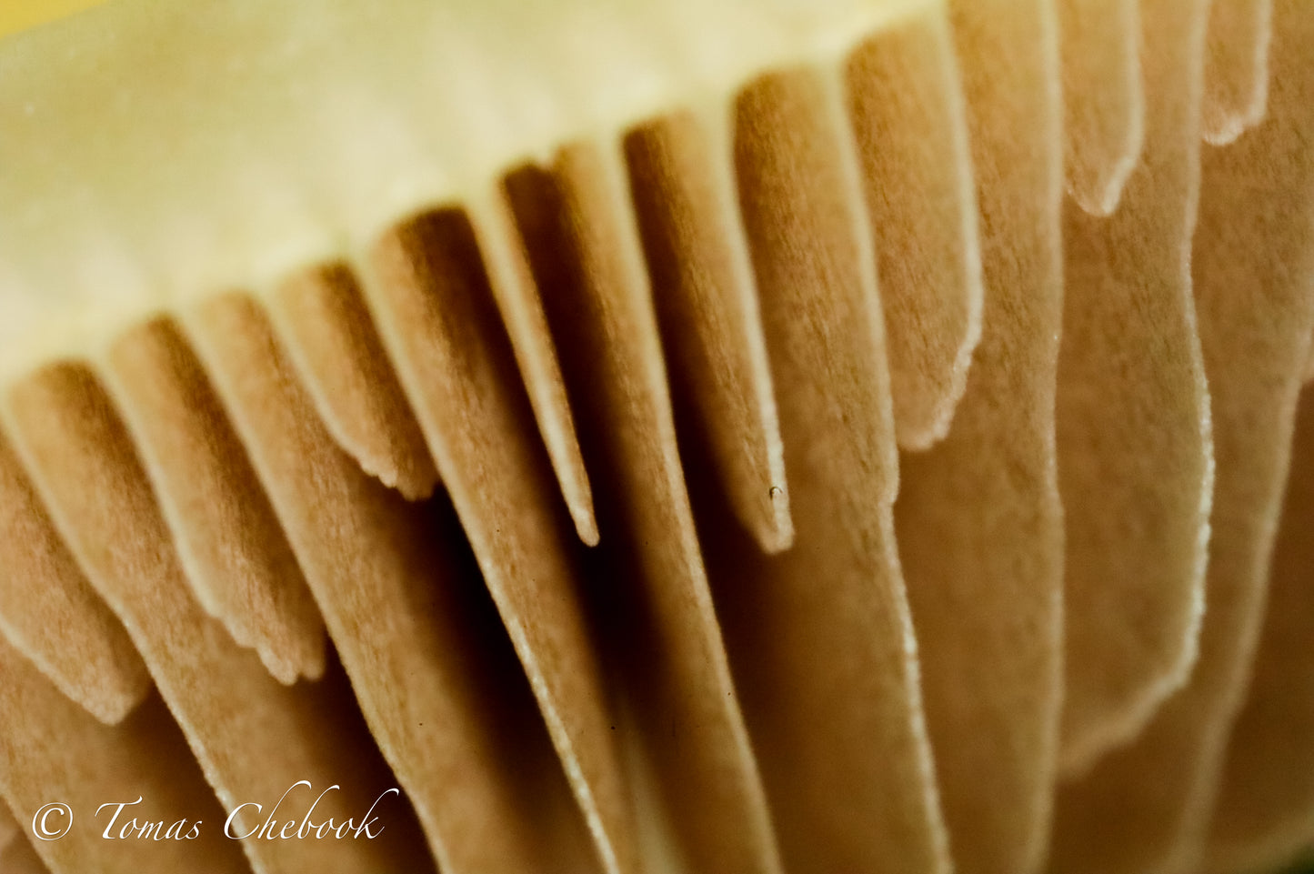 The halls in a mushroom